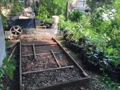 Seed Bed with acorns